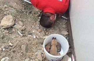 Konteyner altında mahsur kalan yavru köpekler kurtarıldı