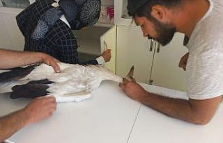 Konya’da yaralı bulunan leylek tedavi altına alındı