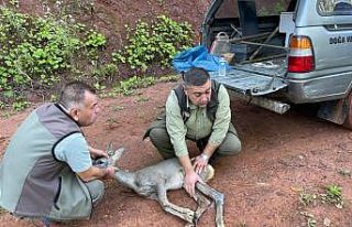 Köpeklerin saldırısına uğrayan karacayı köylüler...
