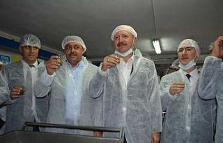 Körfez bölgesinde ilk hasat zeytinler sıkıldı