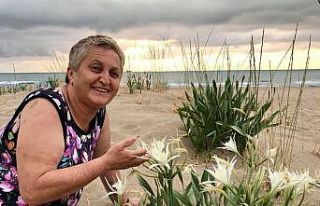 Koruma altındaki kum zambakları çoğalıyor