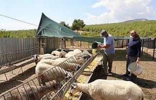 Koyunları telef olan aileye 15 koyun hediye edildi
