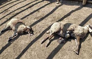 Koyunlarını yemlemek için girdiği ağıldaki manzara...