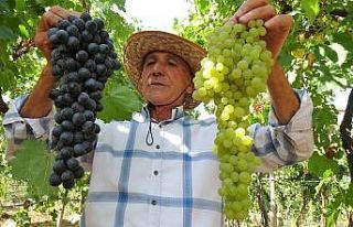 Kravat takmaktan sıkıldı, üzüm tüccarı oldu