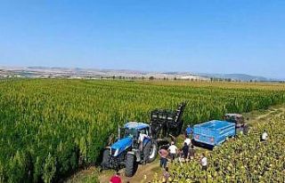 KTO Mesleki Eğitim Merkezi yerli "Kenevir Hasat...