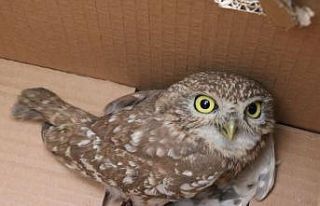 Kukumav kuşu doğaya salındı