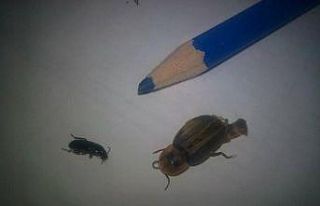 Kulaktan çıkan davetsiz misafirler, görenleri şaşırtıyor