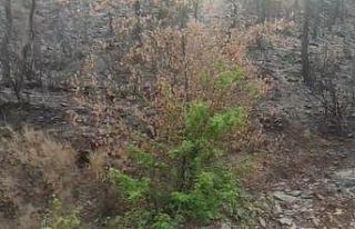 Küllerinden doğan ağaç, doğanın gücünü gözler...