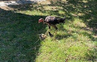 Kuluçkaya yatan horoz civcivlere annelik yapıyor