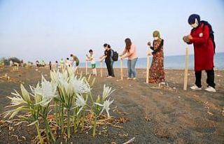 Kum zambaklarına şeritli ve levhalı koruma
