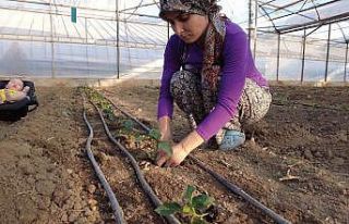 Kumluca’da seralarda dikimler başladı