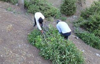Kuraklıktan dolayı saman biriktiremeyen besiciler,...