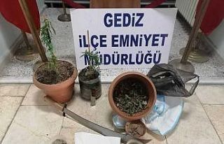 Kütahya Gediz’de saksılara ekilmiş Hint keneviri...