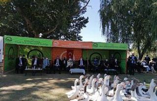 Kütahya’da ’En güzel kaz’ yarışması