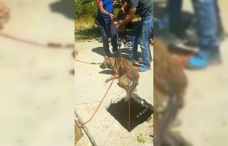 Kuyuda bulunan iki köpek AFAD ekipleri tarafından...