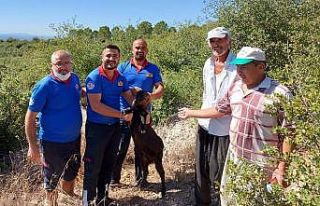 Kuyuya düşen keçiyi itfaiye kurtardı