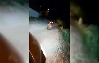 Mahalle meydanına inen ayıyı ormana böyle kovaladılar