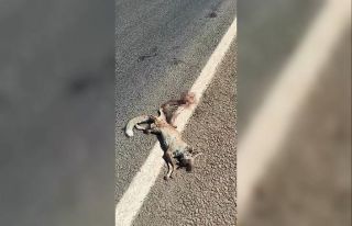 Mahallenin Çilo’su kazada telef oldu