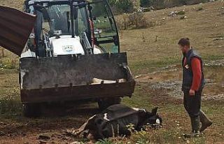 Mahalleyi kene korkusu sardı