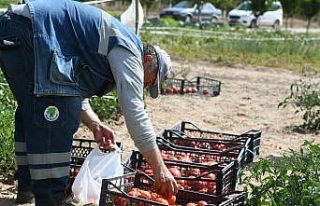 Mamak’ta ata tohumlarının ilk hasadı yapıldı