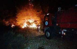 Manavgat’ta orman yangını