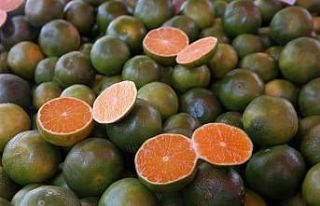 Mandalina tezgâhlarda yerini almaya başladı