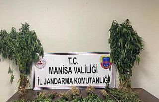 Manisa’da 153 kök kenevir ele geçirildi