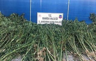 Manisa’da bin 740 kök kenevir ele geçirildi