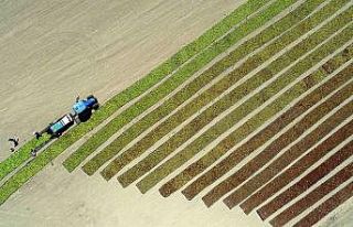Manisa’da çekirdeksiz Sultani üzüm bereketi