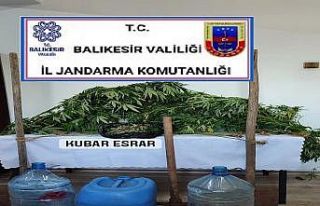 Manyas’ta esrar ve kenevir operasyonu