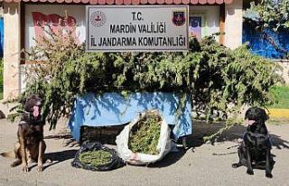 Mardin’de jandarmadan esrar operasyonu