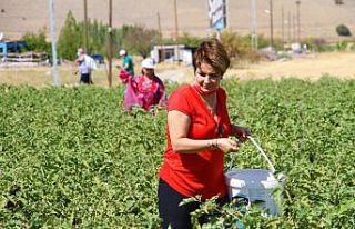Marketlerdeki fahiş fiyata kızdı, tarlasını vatandaşlara...