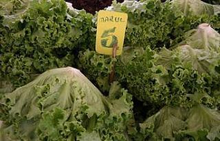 Marulun fiyatı 10 günde iki katına çıktı