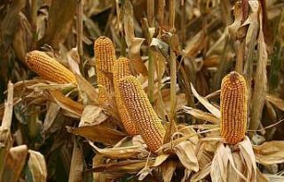 MAY Tohum’dan ihracat hamlesi