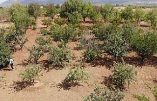 Merak üzerine dereden getirdiği elma fidanıyla...