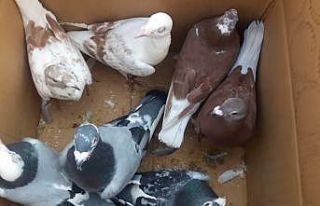 Mersin Barosu, kuş pazarındaki hak ihlalleri için...