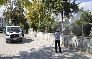 Mersin’de beyaz sinekle mücadele sürüyor