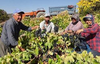 Mersin’de bin 400 rakımda sofralık üzüm hasadı...