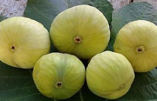 Mersin’de incir üreticinin yüzünü güldürdü
