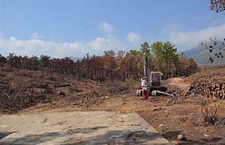 Mersin’de yanan ormanlık alanlar ağaçlandırılacak