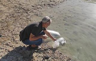 Mersin’deki su kaynaklarına 200 bin adet yavru...