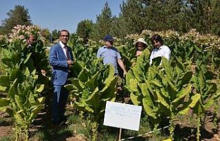 MŞÜ’nün deneme ekimi Virginia tütünü hasadına...