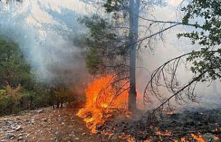 Muğla’da 3 günde 37 yıldırım yangını