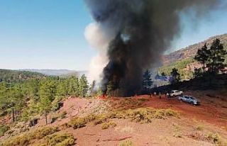 Muğla’da orman yangını