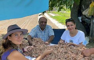 Muğla’nın kadınları Safran ile tanıştı
