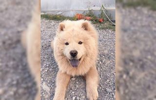 Muhtar’ın ödülü 3 katına çıktı