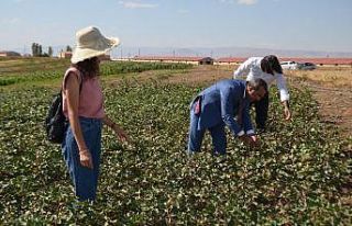 Muş Ovası’nda pamuk üretimi