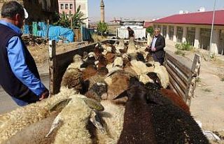 Muş’tan büyük şehirlere kuzu sevkiyatı