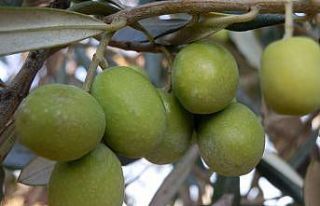 Mut’ta zeytin hasadı başladı