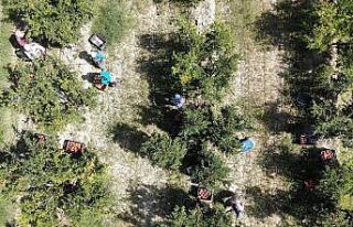 Nar üreticisinin yüzünü güldürecek